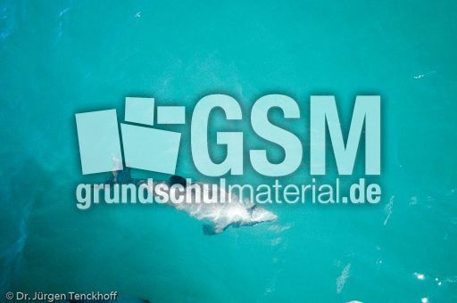 Hector-Delfin (2 von 15).jpg